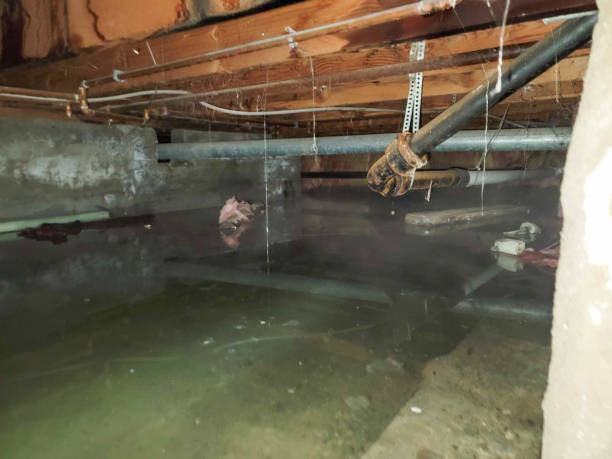 Best Basement water damage restoration  in La Puebla, NM